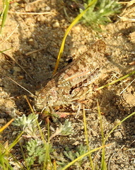 Angaracris barabensis