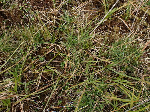 Agrostis pallescens