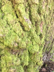 Clasmatodon parvulus