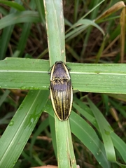 Chalcolepidius lafargi