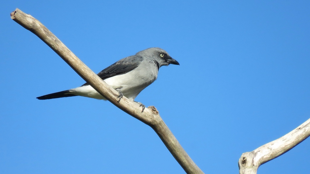 White-Rumped Cuckooshrike
