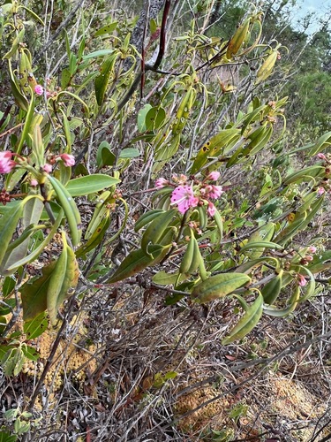 Image of Kalmia carolina by (c) sblumen, some rights reserved (CC BY)
