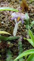 Utricularia jamesoniana