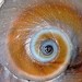 Recluz's Moon Snail - Photo (c) J. Maughn, some rights reserved (CC BY-NC), uploaded by J. Maughn