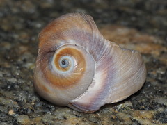 Polinicinae