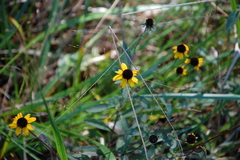 Rudbeckia