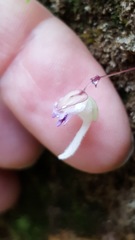 Utricularia jamesoniana