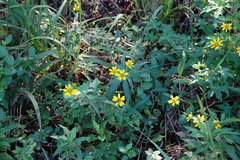 Helianthus schweinitzii