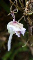 Utricularia jamesoniana