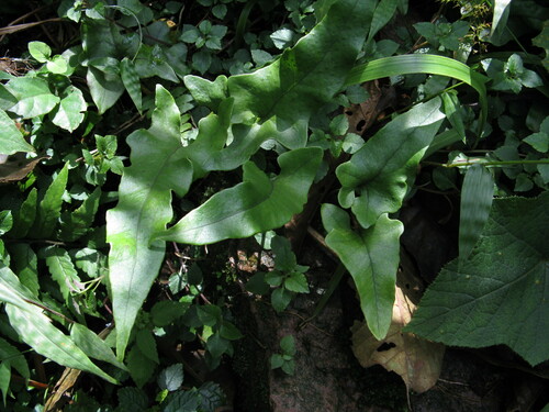 Leptochilus buergerianus iNat (3)