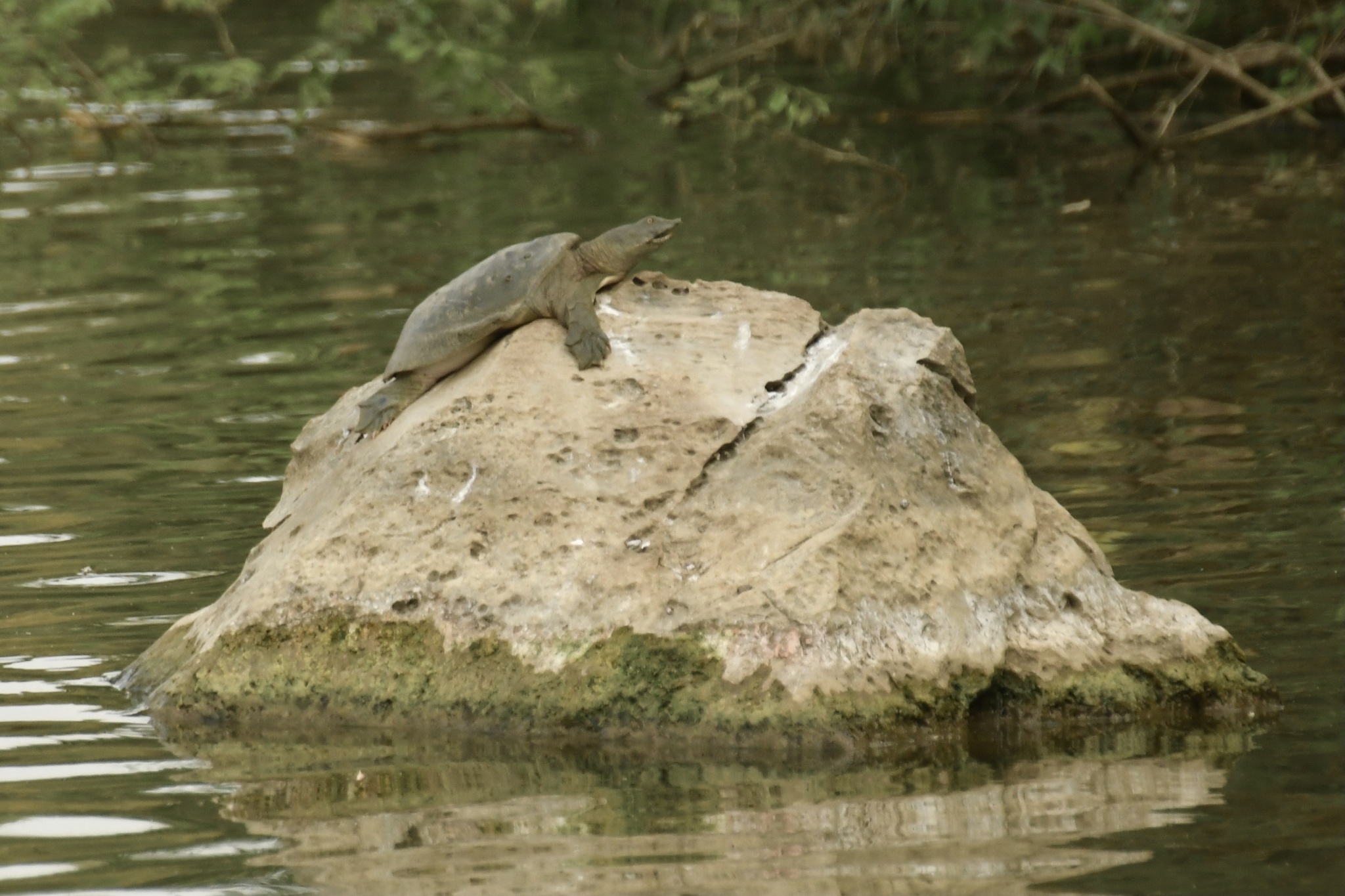 Pelodiscus sinensis Wiegmann, 1835
