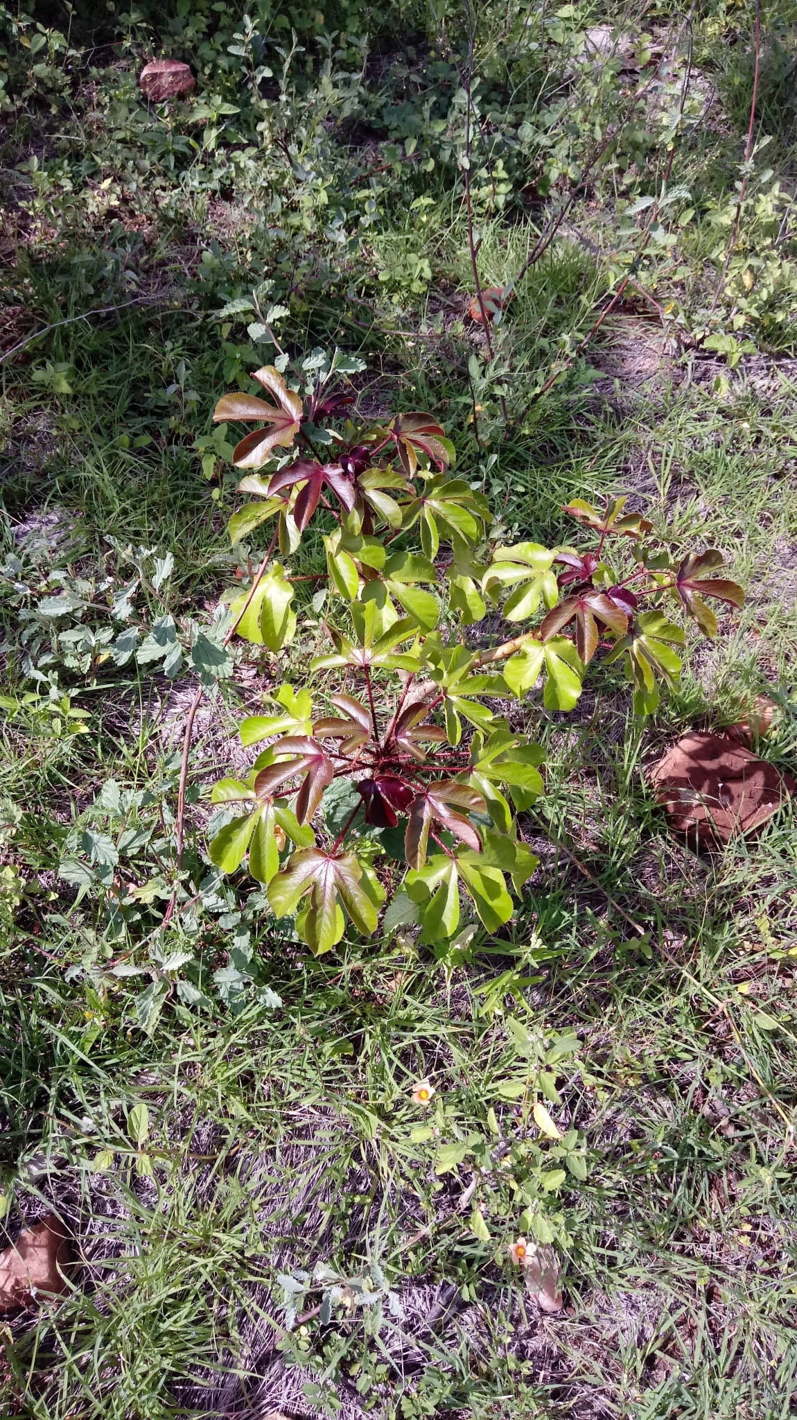 Jatropha gossypiifolia