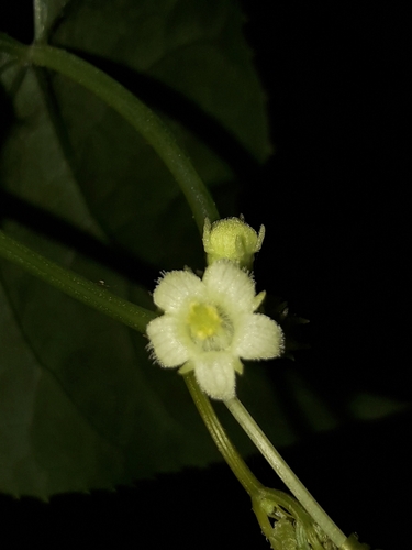 Image of Zehneria Baueriana (Zehneria baueriana) by (c) naturewatchwidow, some rights reserved (CC BY)