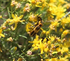 Chauliognathus scutellaris
