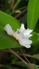 Epicadus heterogaster