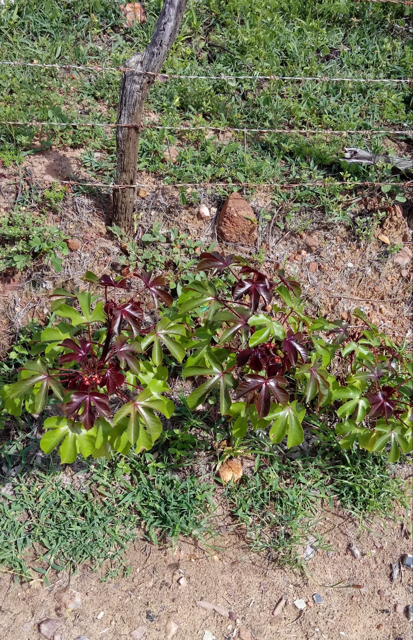 Jatropha gossypiifolia