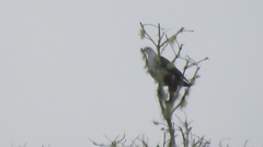 Grey-Headed Imperial Pigeon photo 2