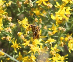 Chauliognathus scutellaris