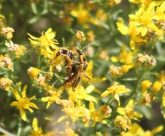 Chauliognathus scutellaris