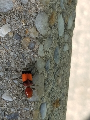 Enoclerus ichneumoneus