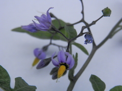 Solanum dulcamara
