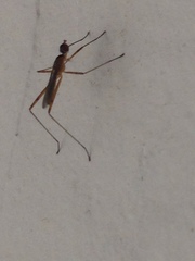 Micropeza