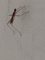 Micropeza