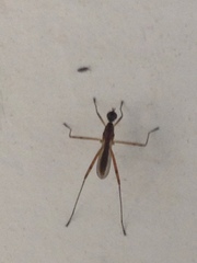 Micropeza