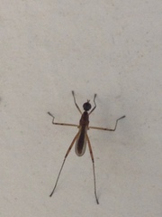Micropeza