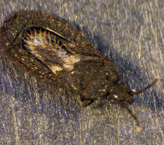 Mezirinae