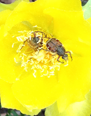 Trichiotinus rufobrunneus