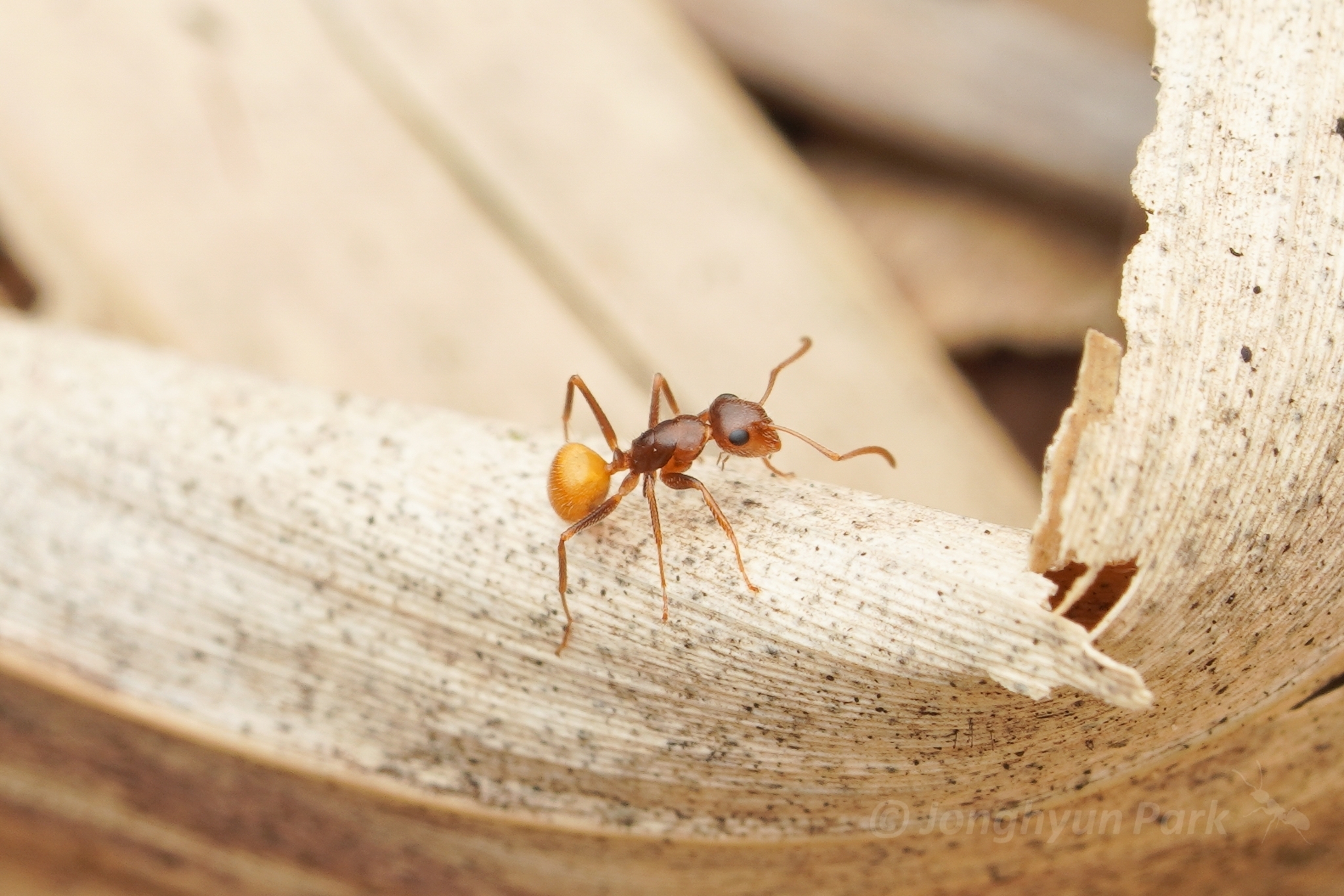Camponotus pittieri