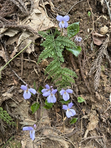 Viola vaginata iNat (2)