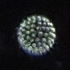 Pandorina