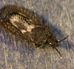 Mezirinae