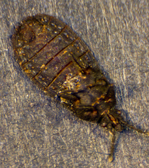Mezirinae