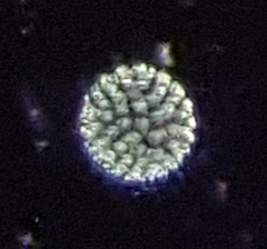Pandorina