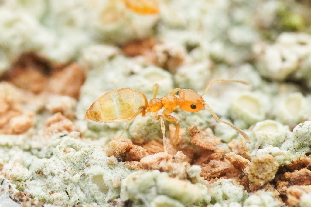 Alluaud's Little Yellow Ant