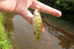 Barbodes semifasciolatus