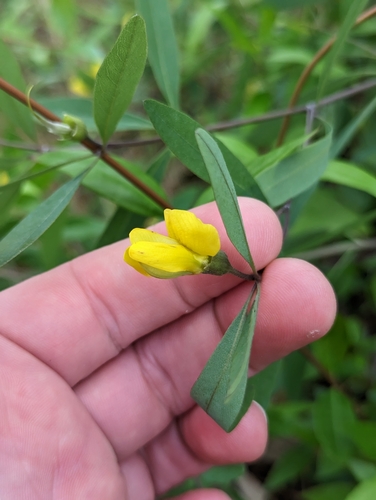 Image of Baptisia lanceolata by (c) Sam Taylor, some rights reserved (CC BY)