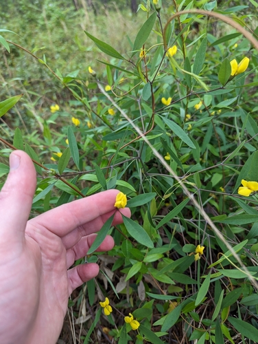 Image of Baptisia lanceolata by (c) Sam Taylor, some rights reserved (CC BY)