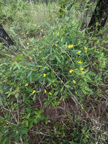 Image of Baptisia lanceolata by (c) Sam Taylor, some rights reserved (CC BY)