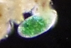 Paramecium bursaria