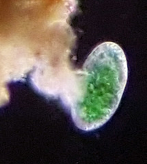 Paramecium bursaria