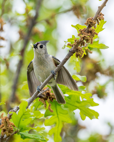 Tufted Titmouse, photo 5 of 10