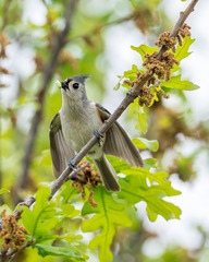 Tufted Titmouse photo 6