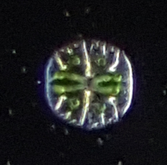 Micrasterias truncata