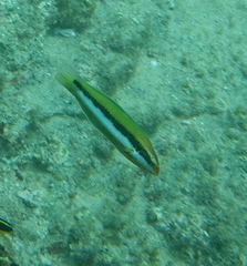 Sunset Wrasse photo 3