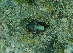 Cortez Barnacle Blenny photo 4