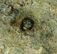Cortez Barnacle Blenny photo 3
